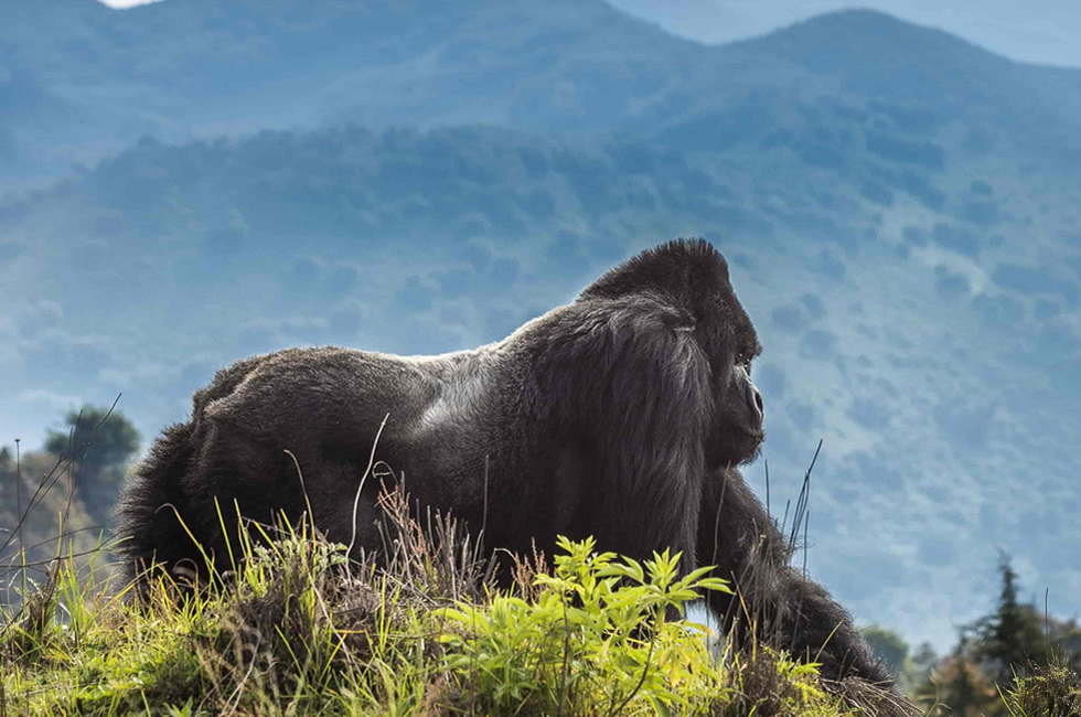 Volcanoes National Park Rwanda