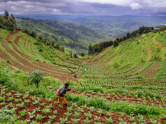 What Is Unique about Rwanda Safaris? Rwanda the Land of a Thousand Hills